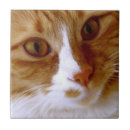 Zoek naar katten tegels Poes