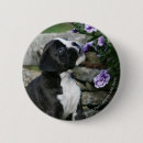Zoek naar pantser buttons Hond