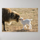 Zoek naar baby geit posters Geiten