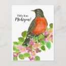 Zoek naar american robin briefkaarten Voor iedereen