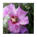 Zoek naar struik tegels Hibiscus