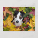 Zoek naar jack russell terrier briefkaarten Schattig