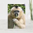 Zoek naar gibbon kaarten Foto