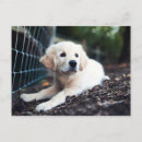 Zoek naar labrador puppy briefkaarten Hond