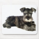 Zoek naar miniature schnauzer muismatten Puppy