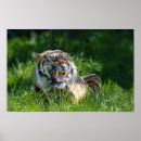 Zoek naar tijger gezicht posters Kat