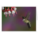 Zoek naar roofvogels briefkaarten Adam jones