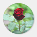 Zoek naar rosebud Roos