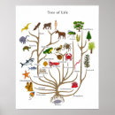 Zoek naar plant grafiek posters Diagram