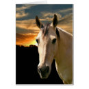 Zoek naar horse head briefkaarten Equine