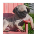 Zoek naar vriendschap tegels Hond