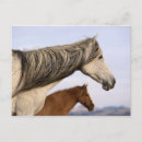 Zoek naar mosterd briefkaarten Paarden