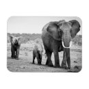 Zoek naar afrikaanse olifant magneten Portret