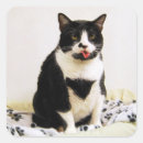 Zoek naar katten gezicht stickers Feliene
