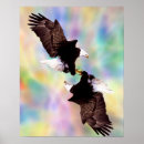 Zoek naar kale adelaar posters Eagle