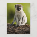 Zoek naar vervet monkeys briefkaarten Afrika