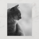 Zoek naar black cat briefkaarten Feliene