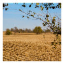 Zoek naar cornfield Maïs