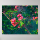 Zoek naar bougainvillea posters Bloem