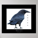Zoek naar roek posters Kraai