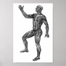 Zoek naar spieren van de anatomie posters Voor iedereen