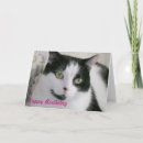 Zoek naar zwart witte katten kaarten Kattenliefhebber