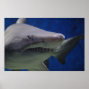 Zoek naar muur posters Ocean