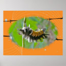 Zoek naar molenroos posters Insect
