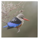 Zoek naar ijsvogel tegels Dieren in het wild
