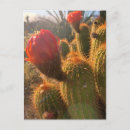 Zoek naar rode bloem briefkaarten Foto