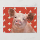 Zoek naar varkens briefkaarten Feestdagen