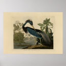 Zoek naar louisiana heron posters Illustratie