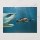 Zoek naar haai briefkaarten Onderwater