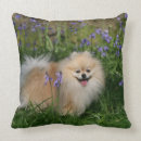 Zoek naar spitz kussens Kijkend naar camera