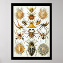 Zoek naar arachnida posters Spinnen