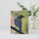 Zoek naar european briefkaarten Vogels