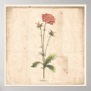 Zoek naar botanische illustraties posters Bloemen