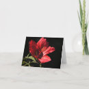 Zoek naar hibiscus kaarten Tuin