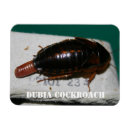 Zoek naar kakkerlak magneten Cockroach