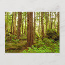 Zoek naar rainforest briefkaarten Bos