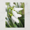 Zoek naar sneeuwklokje briefkaarten Groen