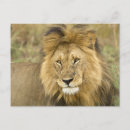 Zoek naar panthera leo briefkaarten Dieren in het wild