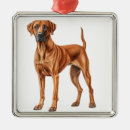 Zoek naar rhodesian ridgeback ornamenten Terugslag