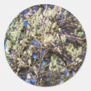 Zoek naar wilg stickers Lente