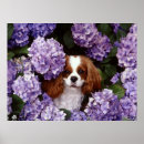 Zoek naar cavalier king charles spaniel puppy posters Portret