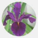 Zoek naar iris stickers Tuin