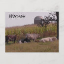 Zoek naar koeien briefkaarten Silo