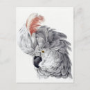 Zoek naar papegaaien briefkaarten Vogels