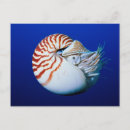 Zoek naar nautilus briefkaarten Schelp