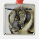 Zoek naar honingbij ornamenten Insect